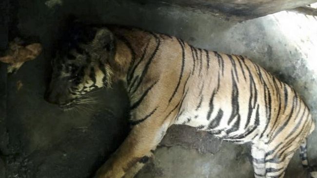 Keadaan miris ini menjadi pertanyaan besar. Padahal, Medan Zoo merupakan Perusahaan Umum Daerah (PUD) Pemkot Medan.