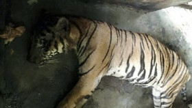 Di Balik 3 Harimau Mati: Medan Zoo Utang Pakan Satwa, Staf Tak Digaji
