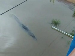 Heboh Buaya Muara 5 Meter Melintas di Sungai Teluk Betung Banyuasin