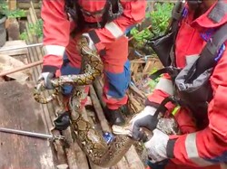 Hiii! Ular Sanca 3 Meter Mangsa Ayam Warga di Priok, Damkar Turun Tangan