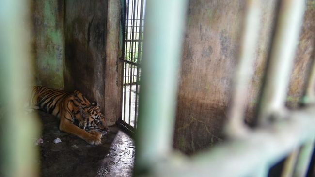 Dalam kurun waktu dua bulan, 3 harimau mati di Medan Zoo, kebun binatang yang dikelola Pemkot Medan. Apa penyebabnya?