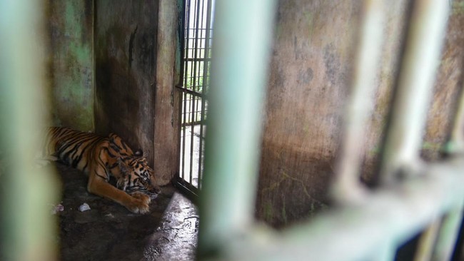 Anggota DPRD Medan menyoroti kondisi memprihatinkan Medan Zoo yang berujung tewasnya tiga harimau koleksi kebun binatang itu secara berdekatan.