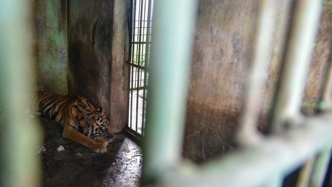 Miris Kondisi Medan Zoo, Nasib Satwanya Memprihatinkan