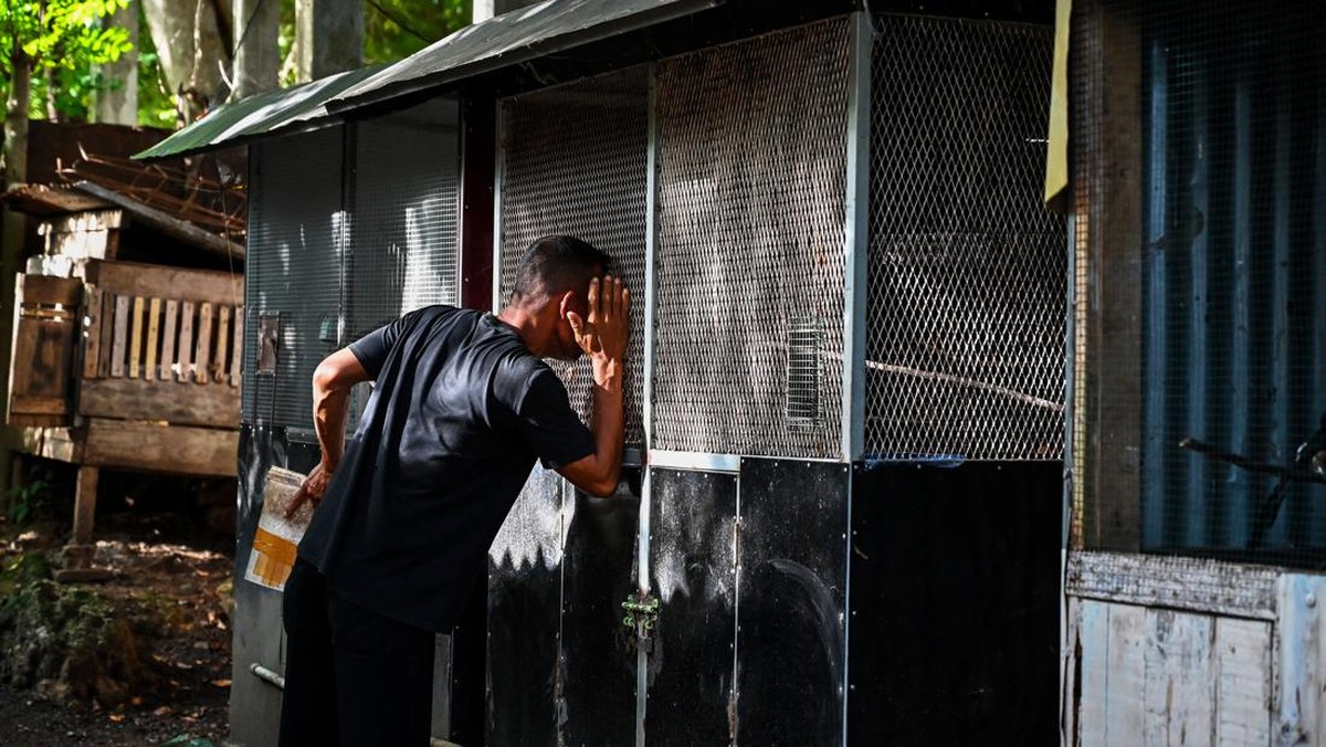 FOTO: Kicau Burung Murai Batu yang Tak Lagi 'Merdu'