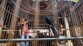 FOTO: Kicau Burung Murai Batu yang Tak Lagi 'Merdu'
