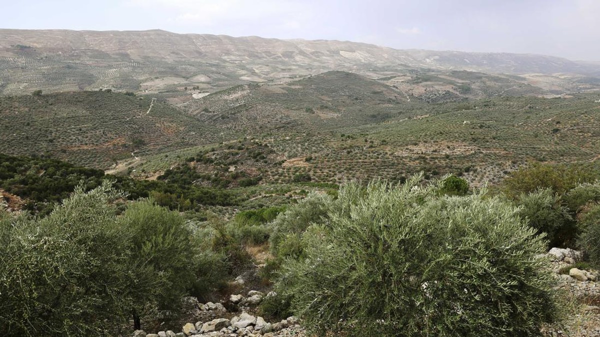 FOTO: Panen Zaitun Lebanon di Tengah Perang Israel-Hamas