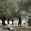 Israel Gusur Ribuan Pohon Zaitun Palestina di Tepi Barat