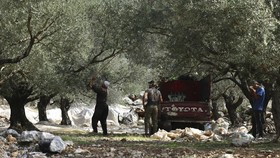 Israel Gusur Ribuan Pohon Zaitun Palestina di Tepi Barat