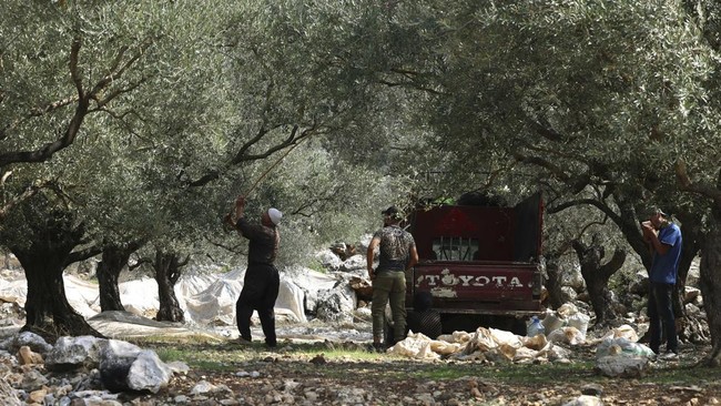 Israel Gusur Ribuan Pohon Zaitun Palestina di Tepi Barat Sekitar 3.000 pohon zaitun milik warga Palestina digusur pasukan militer Israel di dekat Ramallah, Tepi Barat.