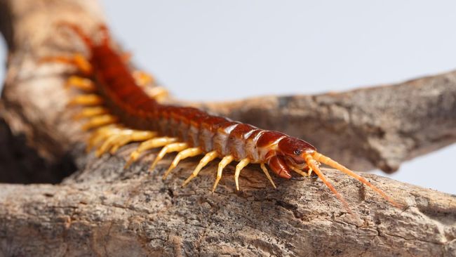 Keberadaan kelabang di rumah tentu sangat mengejutkan. Ada beberapa cara mengusir kelabang yang bisa dilakukan sendiri tanpa menyewa pest control.