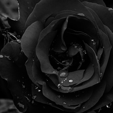 Unik dan Langka! Kampus Ini Buka Jurusan Kematian dan Dukacita