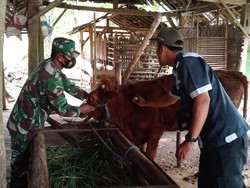 Peringkat 4 Jatim, Vaksinasi PMK di Kabupaten Blitar Capai Lebih dari 90%