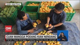 VIDEO: Sehari Menjadi Pengolah Mangga Podang