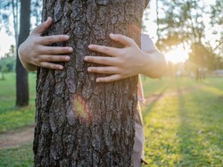28 November Hari Menanam Pohon Indonesia: Tujuan dan Cara Merayakan