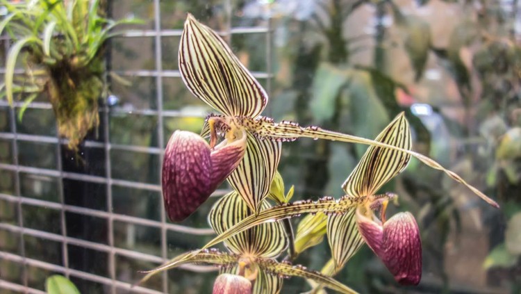 Anggrek Gold of Kinabalu
