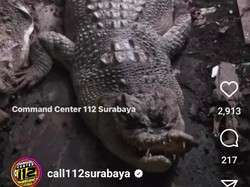 Fakta-fakta Buaya 3 Meter 11 Tahun Dipelihara Warga Surabaya