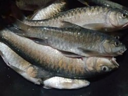 Ikan Batak yang Langka di Danau Toba, Dulu Jadi Hidangan Keluarga Raja