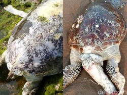 Sedih, 2 Penyu Hijau Ditemukan Mati Mengenaskan di Pantai Legokjawa