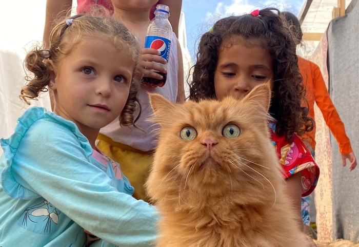 Displaced Palestinian children, who fled their homes due to Israeli strikes, play with one of the cats belonging to the Harb family who survived Israeli airstrikes, at a tent camp in Khan Younis in the southern Gaza Strip November 8, 2023. REUTERS/Arafat Barbakh