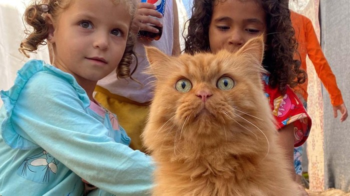 Displaced Palestinian children, who fled their homes due to Israeli strikes, play with one of the cats belonging to the Harb family who survived Israeli airstrikes, at a tent camp in Khan Younis in the southern Gaza Strip November 8, 2023. REUTERS/Arafat Barbakh