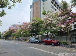 Mekarnya Bunga Tabebuya Bikin Jalanan Surabaya Makin Cantik