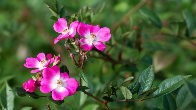 Tanaman Rosa Glauca Tanaman Rosa Glauca