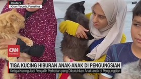 VIDEO: Tiga Kucing Hiburan Anak-Anak Palestina di Pengungsian
