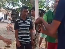 Aksi Sadis Warga Kupang Sembelih Piton yang Ditemukan di Jembatan Liliba