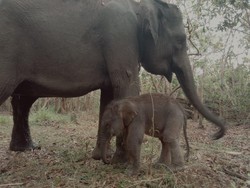 Selamat! Gajah Sumatera Riska di TN Way Kambas Lahirkan Anak Kedua