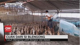 VIDEO: Cuan Dari Si Blengong