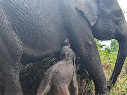 TN Way Kambas Kembali Dibuka, Pengunjung Bisa Mandikan Gajah