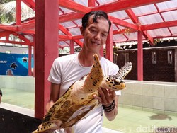 Penyu Batuhiu Pangandaran Melawan Kepunahan