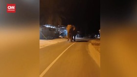 VIDEO: Gajah Liar di Riau Masuk Komplek Perumahan Warga