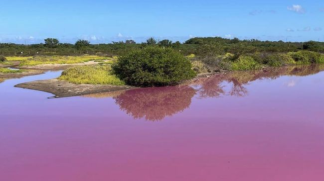 Penampakan Viral Sungai di Hawaii Berubah Jadi Pink, Ada Apa?