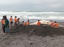 Mengenal Hiu Tutul, Ikan yang Berkali-kali Terdampar di Kulon Progo