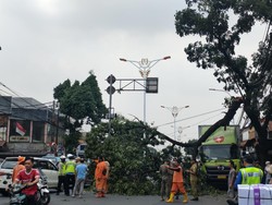 Jalan Raya Bogor Arah PGC Macet gegara Pohon Tumbang Tutupi Jalan