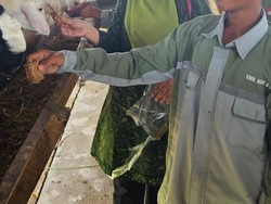 Dosen IPB Sulap Limbah Kangkung Jadi Alternatif Pakan Ternak