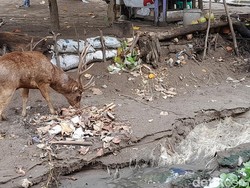 Fakta-fakta Rusa Pangandaran Makan Sampah
