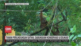 VIDEO: Taman Perlindungan Satwa Gabungkan Konservasi Dan Edukasi