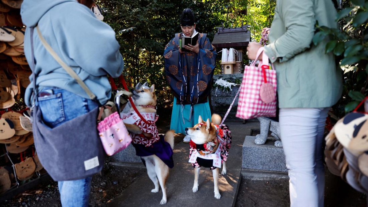 FOTO: Lucunya Anjing Berkimono Jalani Ritual Pemberkatan di Jepang