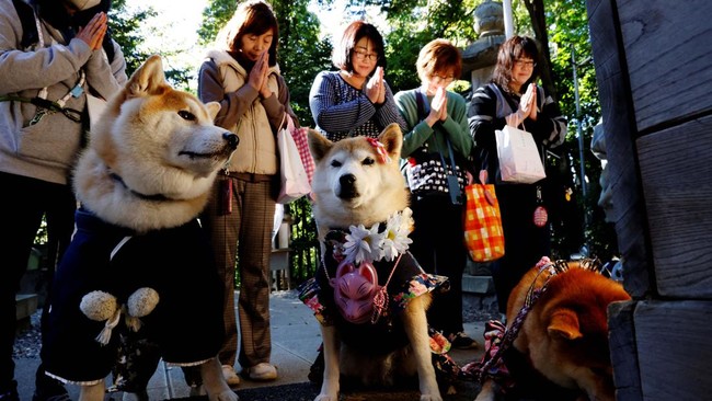 FOTO: Lucunya Anjing Berkimono Jalani Ritual Pemberkatan di Jepang