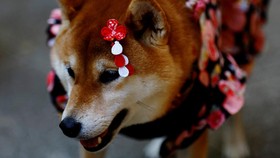 FOTO: Lucunya Anjing Berkimono Jalani Ritual Pemberkatan di Jepang