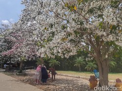 Mirip Sakura! Cantiknya Tabebuya Bermekaran di Baleendah, Kini Jadi Spot Selfie