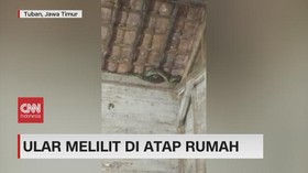 VIDEO: Ular Masuk Rumah dan Melilit di Atap Rumah Warga