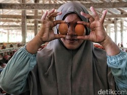 Nggak Selalu Mulus, 4 Masalah Ini Kerap Hantui Usaha Ternak Ayam