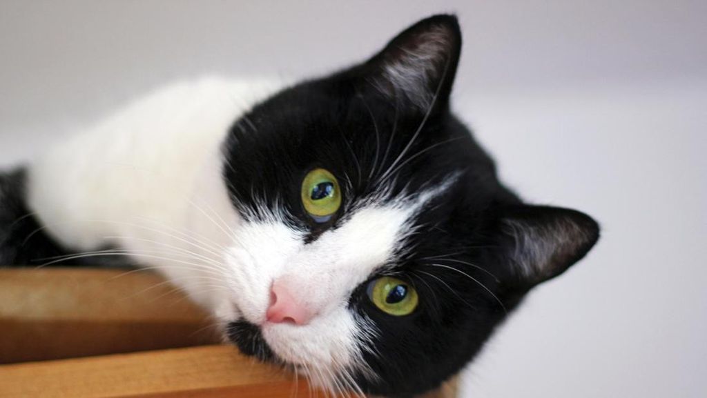 Kucing Ternyata Punya Kepribadian, Ini Tipe-tipe yang Perlu Dikenali