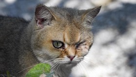 Kucing Dipaku di Pohon Viral, Pelaku Ditangkap Tapi Tak Ditahan