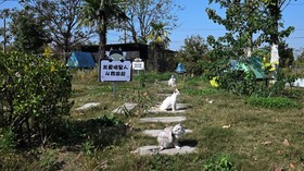 FOTO: Kucing-kucing yang Selamat dari Perdagangan Daging Ilegal