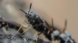 larva-lalat-jadi-protein-untuk-pakan-ternak-1_169 larva-lalat-jadi-protein-untuk-pakan-ternak-1_169