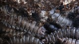 larva-lalat-jadi-protein-untuk-pakan-ternak-2_169 larva-lalat-jadi-protein-untuk-pakan-ternak-2_169